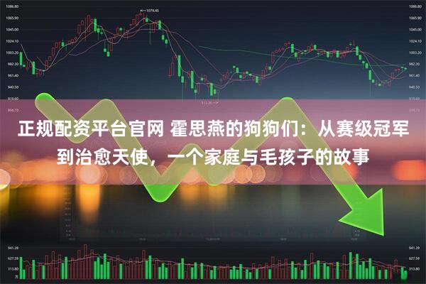 正规配资平台官网 霍思燕的狗狗们：从赛级冠军到治愈天使，一个家庭与毛孩子的故事